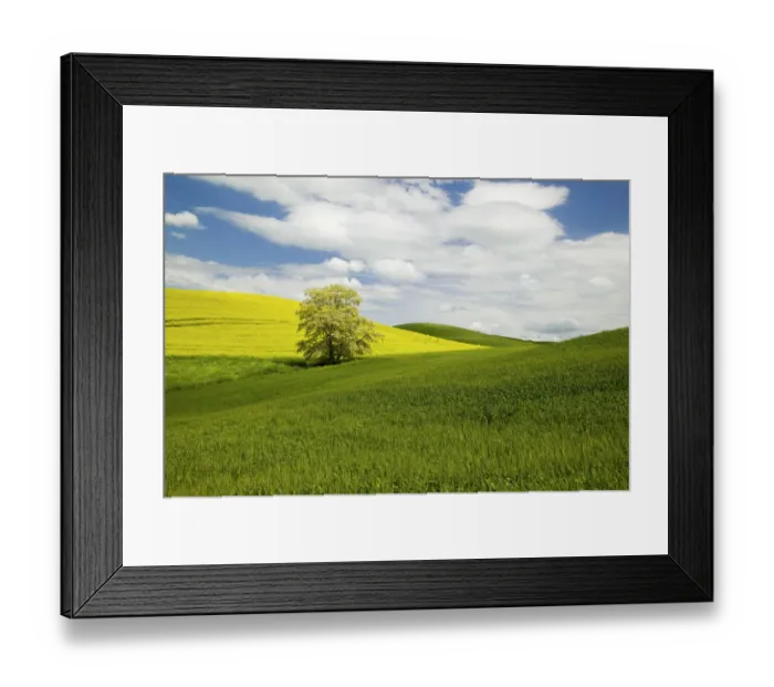 Framed Print : North America, USA, Washington, Colfax, Lone Blooming Tree in Field of Canola and Wheat Framed Print : North America, USA, Washington, Colfax, Lone Blooming Tree in Field of Canola and Wheat