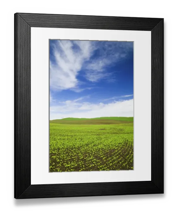 Framed Print : North America, USA, Idaho, Palouse Country, Spring Field of Peas and Wheat Running through Framed Print : North America, USA, Idaho, Palouse Country, Spring Field of Peas and Wheat Running through