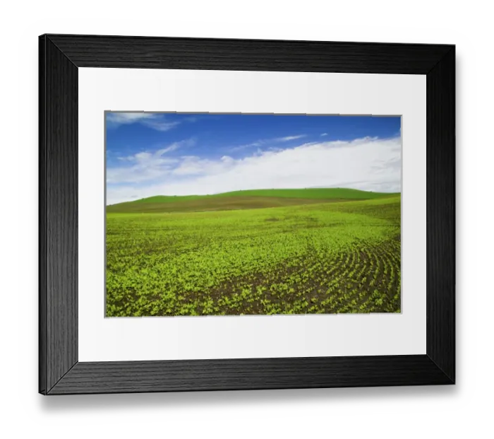 Framed Print : North America, USA, Idaho, Palouse Country, Spring Field of Peas and Wheat Running through
