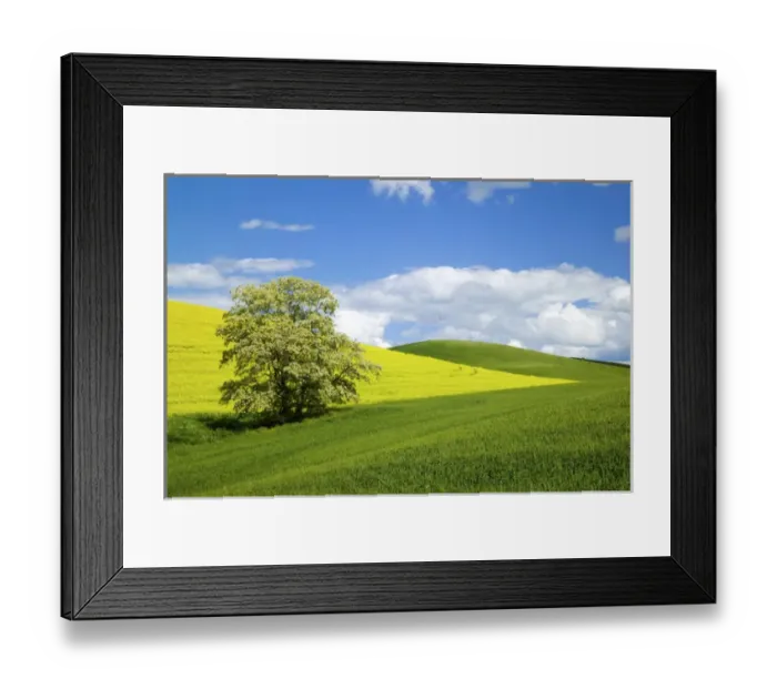 Framed Print : North America, USA, Washington, Colfax, Lone Blooming Tree in Field of Canola and Wheat Framed Print : North America, USA, Washington, Colfax, Lone Blooming Tree in Field of Canola and Wheat