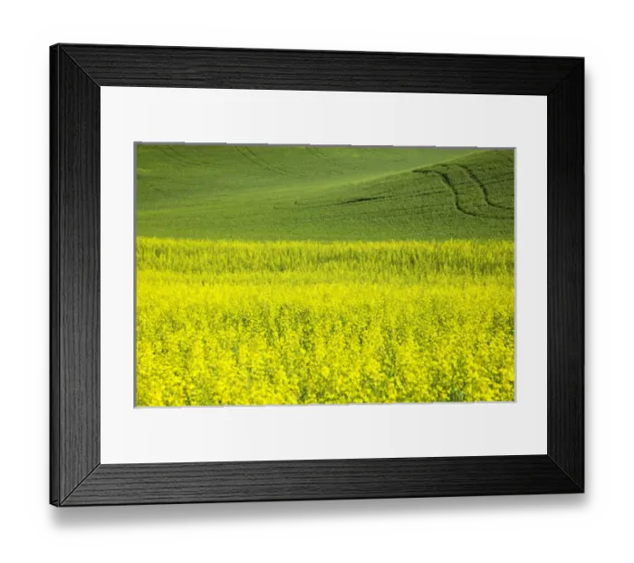 Framed Print : North America, USA, Washington, Palouse Country, Tracks leading through Blooming Canola