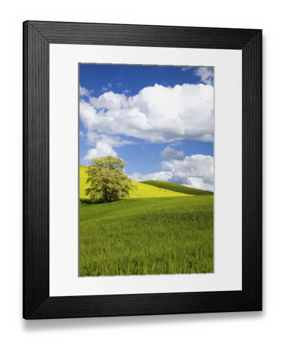 Framed Print : North America, USA, Washington, Colfax, Lone Blooming Tree in Field of Canola and Wheat Framed Print : North America, USA, Washington, Colfax, Lone Blooming Tree in Field of Canola and Wheat