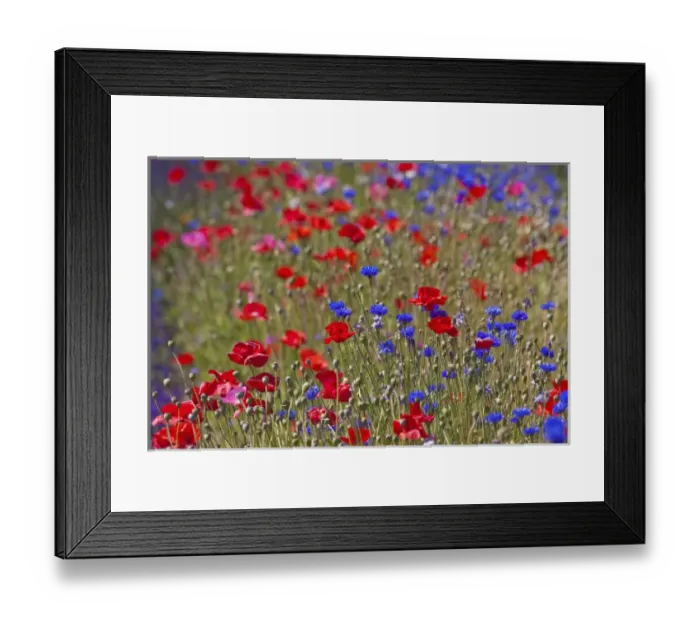 Framed Print : North America, USA, Washington, Sequim Lavender and Poppies Framed Print : North America, USA, Washington, Sequim Lavender and Poppies