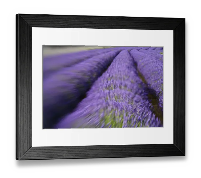 Framed Print : North America, USA, Washington, Sequim Rows of Lavender, Selective Focus Framed Print : North America, USA, Washington, Sequim Rows of Lavender, Selective Focus