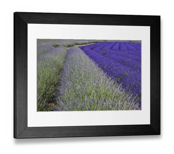 Framed Print : North America, USA, Washington, Sequim Lavender and Poppies