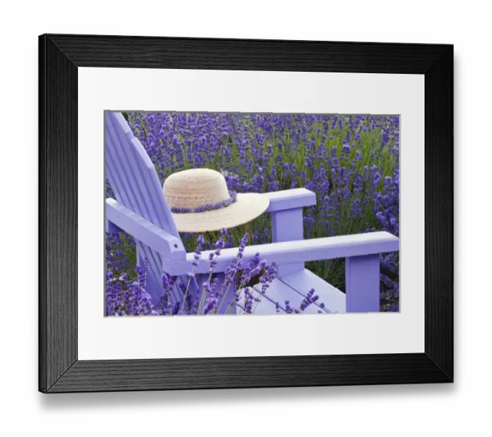 Framed Print : North America, USA, Washington, Sequim Lavender and Benches Framed Print : North America, USA, Washington, Sequim Lavender and Benches