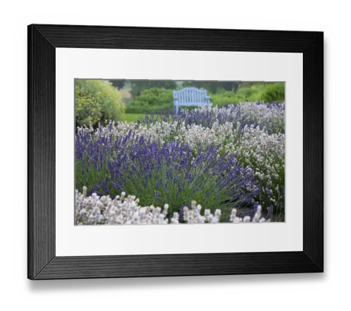 Framed Print : North America, USA, Washington, Sequim Lavender and Benches Framed Print : North America, USA, Washington, Sequim Lavender and Benches