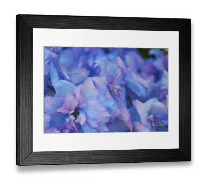 Framed Print : North America, USA, Washington, Sequim, Hydrangea Blooms Framed Print : North America, USA, Washington, Sequim, Hydrangea Blooms