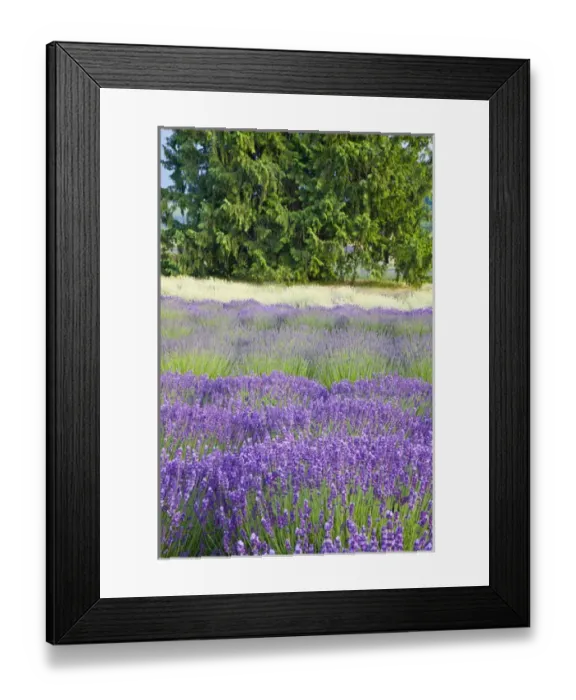 Framed Print : North America, USA, Washington, Sequim, Rows of Lavender Framed Print : North America, USA, Washington, Sequim, Rows of Lavender