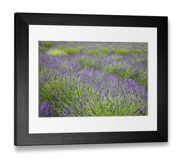 Framed Print : North America, USA, Washington, Sequim, Rows of Lavender Framed Print : North America, USA, Washington, Sequim, Rows of Lavender