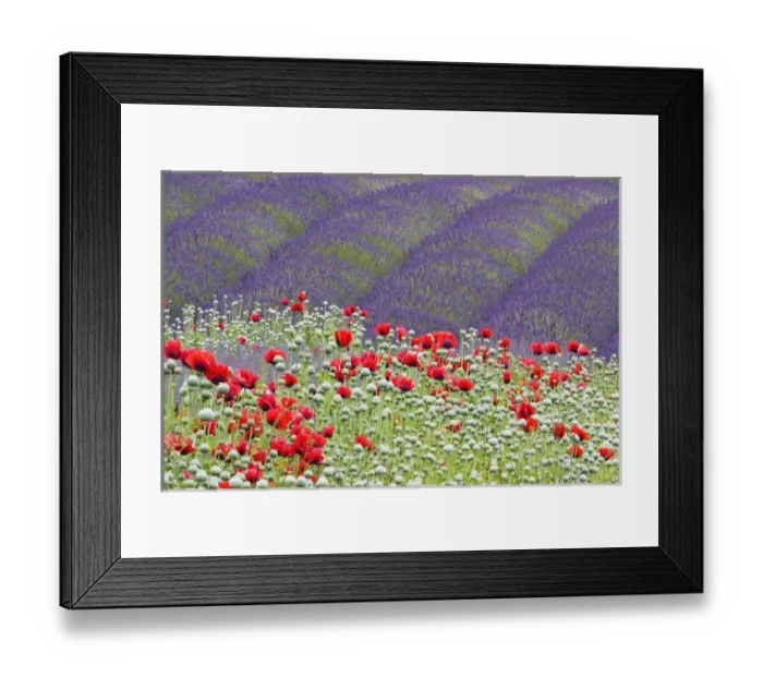 Framed Print : North America, USA, Washington, Sequim Lavender and Poppies