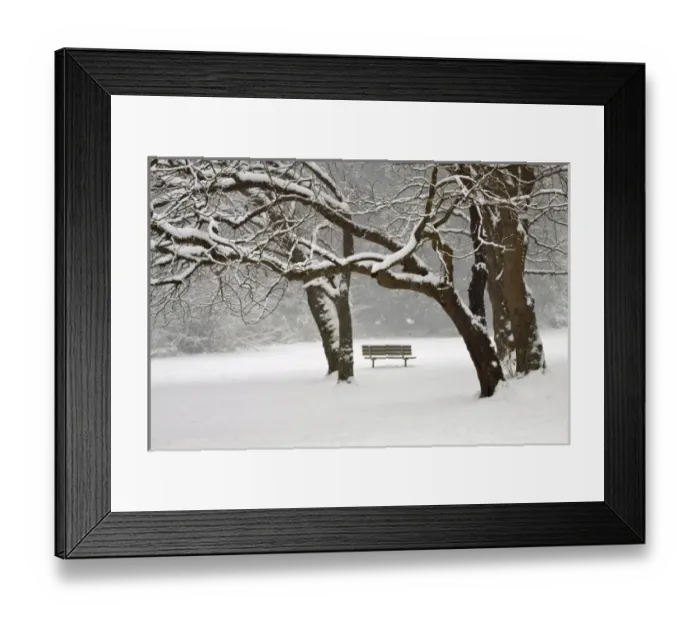 Framed Print : North America, USA, Washington, Seattle, Snow Covered Trees and Bench Framed Print : North America, USA, Washington, Seattle, Snow Covered Trees and Bench
