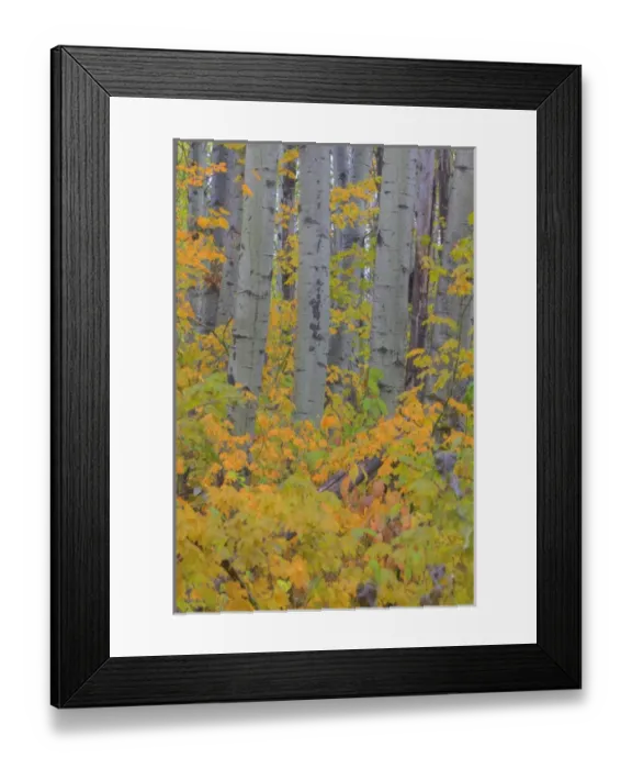 Framed Print : North America, USA, Washington, Leavenworth, Autumn Color in the Cascade Mountains