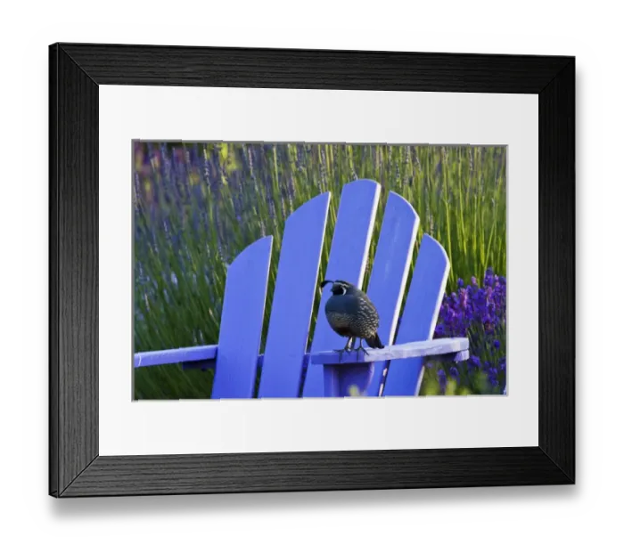 Framed Print : North America, USA, Washington, Sequim, Sequim Lavender and Quail