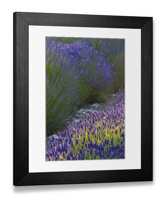 Framed Print : North America, USA, Washington, Sequim, Sequim Lavender Framed Print : North America, USA, Washington, Sequim, Sequim Lavender