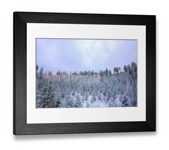 Framed Print : North America, USA, Washington, Blewett Pass, First Snow Autumn Western Larches Framed Print : North America, USA, Washington, Blewett Pass, First Snow Autumn Western Larches