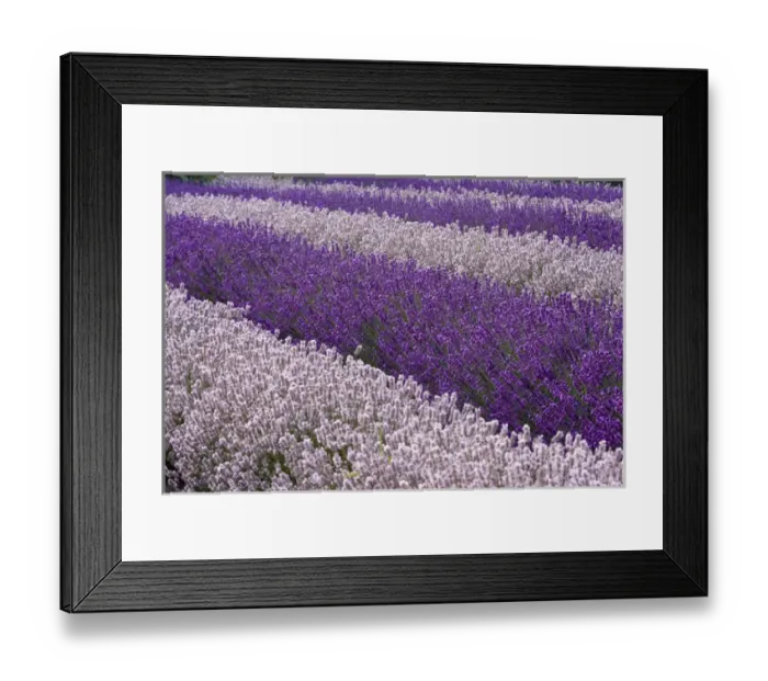 Framed Print : North America, USA, Washington, Sequim, Sequim Lavender