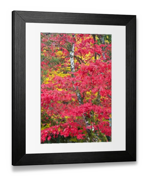 Framed Print : North America, USA, Washington, Newhalem, Autumn Color of the Vine Maples Framed Print : North America, USA, Washington, Newhalem, Autumn Color of the Vine Maples