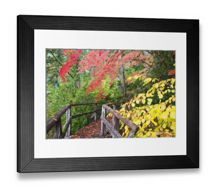 Framed Print : North America, USA, Washington, Newhalem, Autumn Color of the Vine Maples Framed Print : North America, USA, Washington, Newhalem, Autumn Color of the Vine Maples