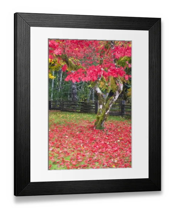 Framed Print : North America, USA, Washington, Newhalem, Autumn Color of the Vine Maples Framed Print : North America, USA, Washington, Newhalem, Autumn Color of the Vine Maples