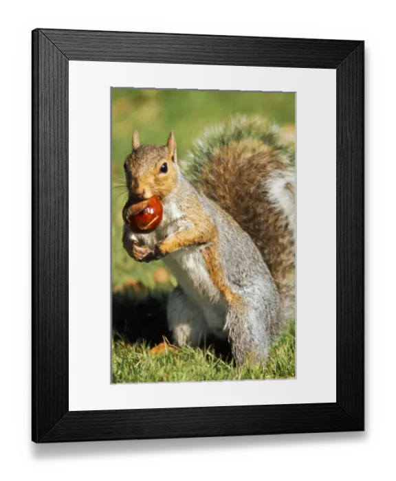 Framed Print : A Western Gray Squirrel (Sciurus griseus) gathers a chestnut on the University of Washington campus Framed Print : A Western Gray Squirrel (Sciurus griseus) gathers a chestnut on the University of Washington campus