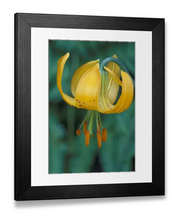 Framed Print : N. A. USA, Washington, Olympic Nat l Park Tiger Lily (Lilium columbianum)