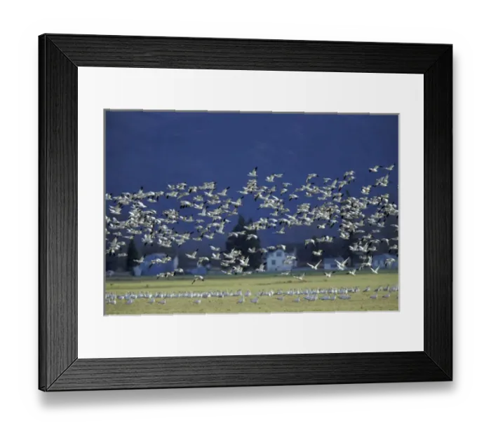 Framed Print : NA, USA, Washington, Skagit Wildlife Management Area Snow geese (Chen caerulescens) Framed Print : NA, USA, Washington, Skagit Wildlife Management Area Snow geese (Chen caerulescens)