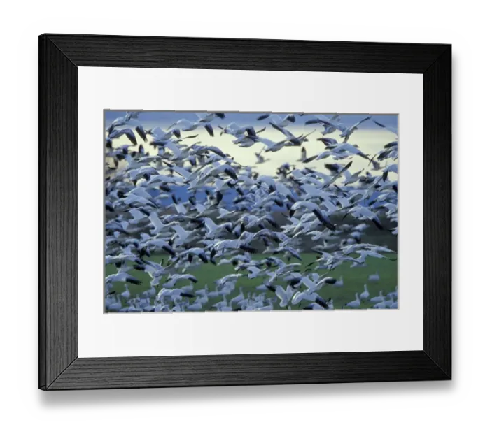Framed Print : NA, USA, Washington, Skagit Valley Snow geese (Chen caerulescens) Framed Print : NA, USA, Washington, Skagit Valley Snow geese (Chen caerulescens)