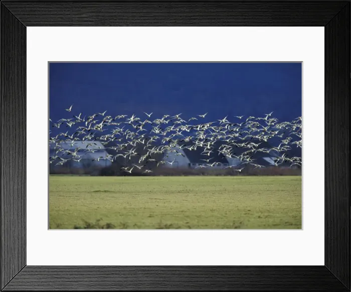 Framed Print : NA, USA, Washington, Skagit Valley Snow geese (Chen caerulescens)