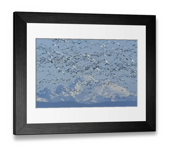 Framed Print : NA, USA, Washington, Skagit Wildlife Management Area Snow geese (Chen caerulescens) Framed Print : NA, USA, Washington, Skagit Wildlife Management Area Snow geese (Chen caerulescens)