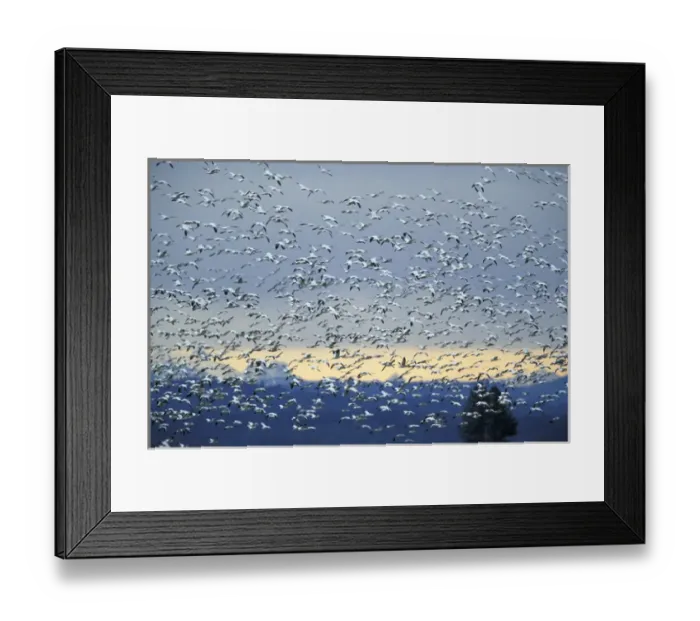 Framed Print : NA, USA, Washington, Skagit Wildlife Management Area Snow geese (Chen caerulescens)