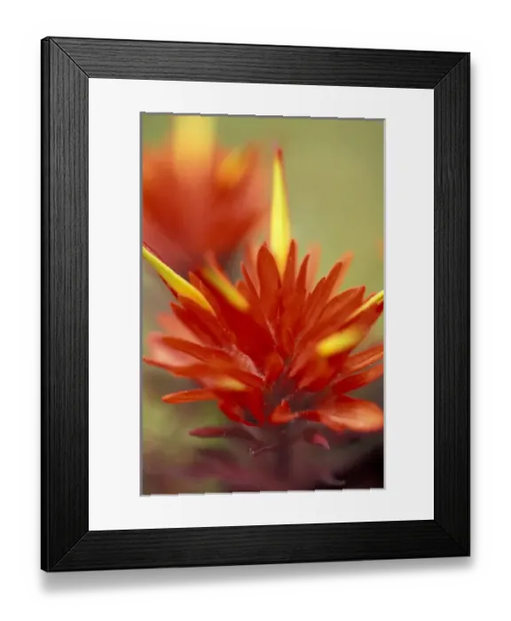 Framed Print : NA, USA, Washington, Mt. Rainier NP Common red paintbrush (Castilleja miniata) Framed Print : NA, USA, Washington, Mt. Rainier NP Common red paintbrush (Castilleja miniata)