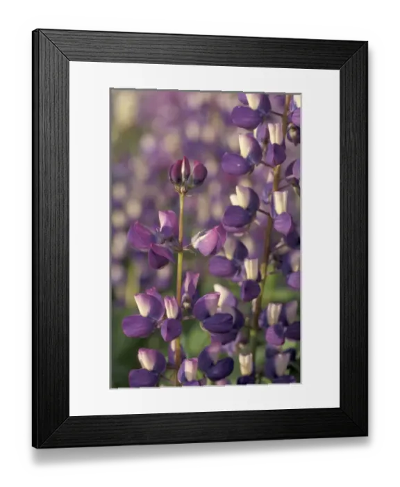 Framed Print : NA, USA, Washington, Olympic NP Arctic lupine (Lupinus arcticus)