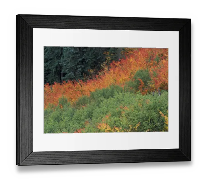 Framed Print : NA, USA, Washington, Mt. Rainier NP Autumn color