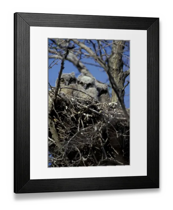 Framed Print : N. A. USA, Washington, Whitman County. Great Horned Owlets in nest. (Bubo virginianus) Framed Print : N. A. USA, Washington, Whitman County. Great Horned Owlets in nest. (Bubo virginianus)