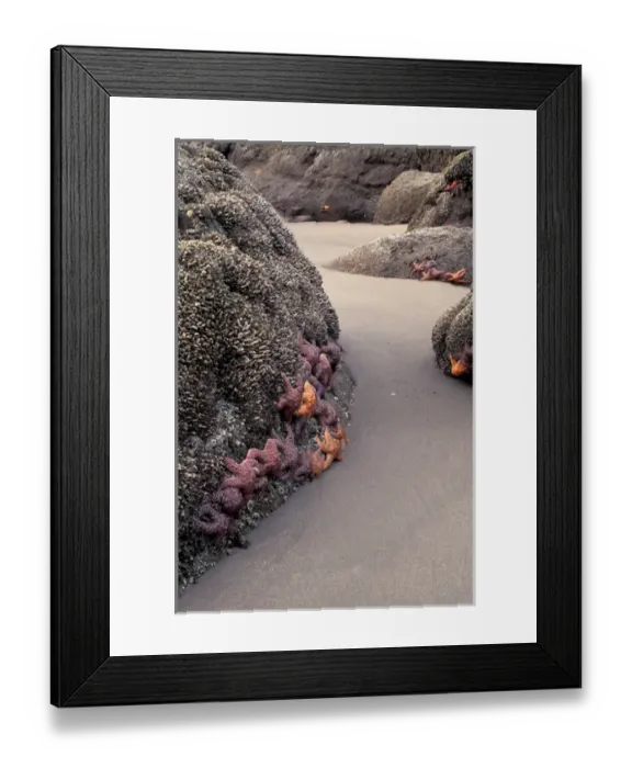 Framed Print : NA, USA, Washington, La Push Sea stars exposed at low tide at Second Beach