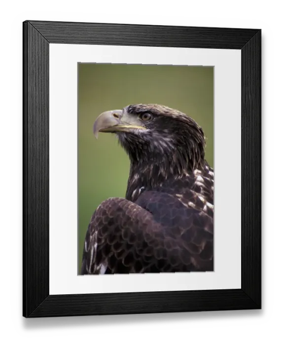 Framed Print : N. A. USA, Washington, Seattle. Woodland Park Zoo. Immature bald eagle (Haliaeetus Framed Print : N. A. USA, Washington, Seattle. Woodland Park Zoo. Immature bald eagle (Haliaeetus