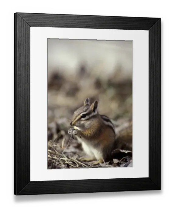 Framed Print : N. A. USA, Washington, Okanogan County, Methow valley. Ground squirrel