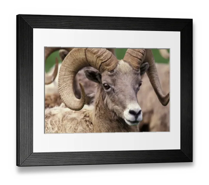 Framed Print : N. A. USA, Washington, Northwest Trek wildlife park, Eatonville. Bighorn sheep Framed Print : N. A. USA, Washington, Northwest Trek wildlife park, Eatonville. Bighorn sheep