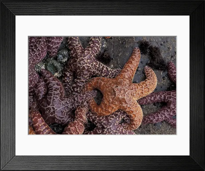 Framed Print : N. A. USA, Washington, LaPush. Sea stars at low tide, Second Beach