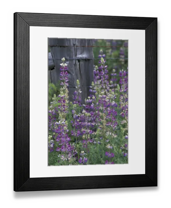 Framed Print : NA, USA, Washington, San Juan Island Foxglove