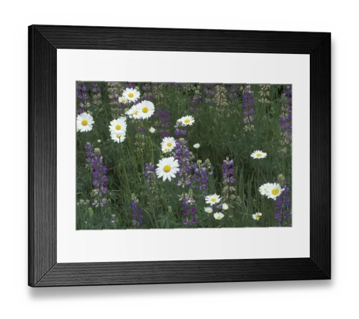 Framed Print : NA, USA, Washington, San Juan Island Daisies and foxglove