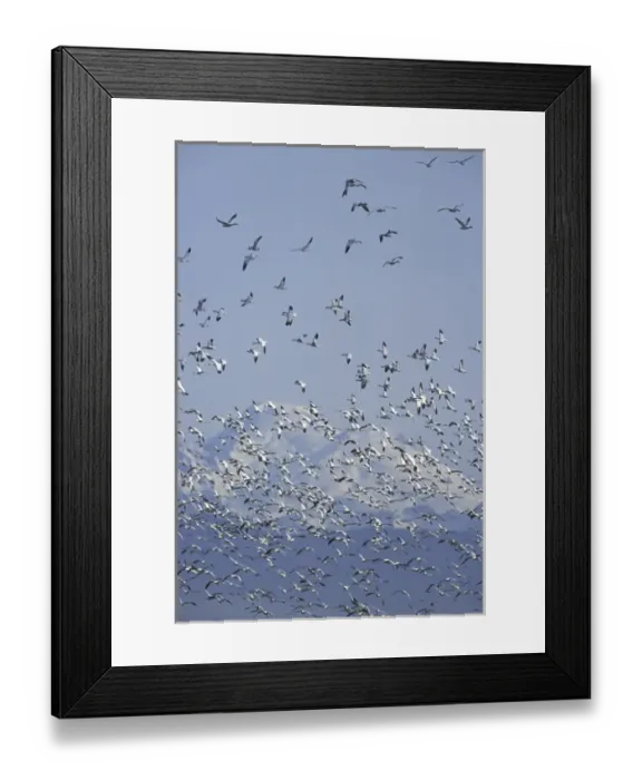 Framed Print : NA, USA, Washington, Skagit Valley Snow geese and Mt. Baker Framed Print : NA, USA, Washington, Skagit Valley Snow geese and Mt. Baker