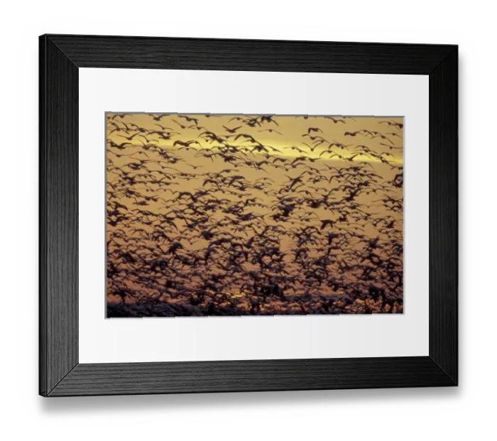 Framed Print : NA, USA, Washington, near Conway. Snow geese fly at dusk in the Skagit Valley Framed Print : NA, USA, Washington, near Conway. Snow geese fly at dusk in the Skagit Valley