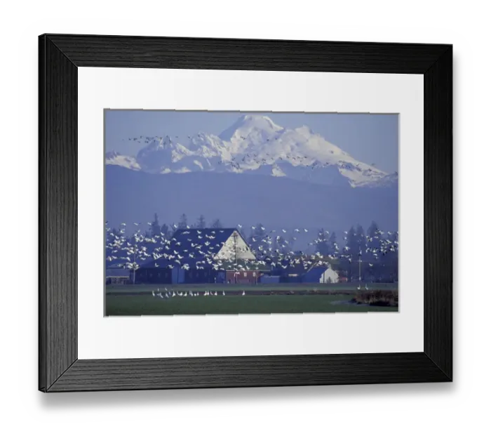 Framed Print : NA, USA, Washington, Skagit Valley, Conway. Snow geese and Mt. Baker Framed Print : NA, USA, Washington, Skagit Valley, Conway. Snow geese and Mt. Baker