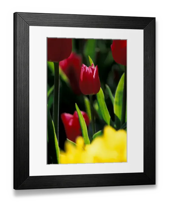 Framed Print : NA, USA, Washington, Skagit Valley, Portrait of red tulip at Roozengaarde display garden Framed Print : NA, USA, Washington, Skagit Valley, Portrait of red tulip at Roozengaarde display garden