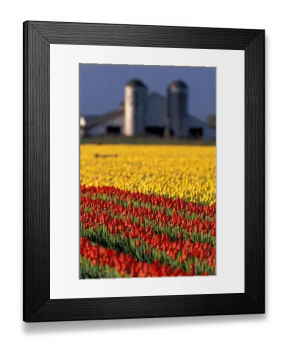 Framed Print : NA, USA, Washington, Skagit Valley, Field of tulips and barn with silos Framed Print : NA, USA, Washington, Skagit Valley, Field of tulips and barn with silos