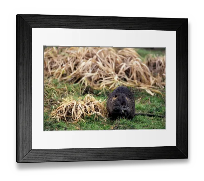 Framed Print : NA, USA, Washington, Ridgefield NWR, Nutria (Myocastor coypus) feeding on roots Framed Print : NA, USA, Washington, Ridgefield NWR, Nutria (Myocastor coypus) feeding on roots