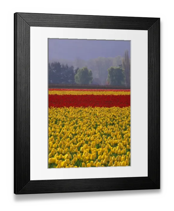 Framed Print : NA, USA, Washington, Skagit Valley, Field of yellow and red tulips with trees in Framed Print : NA, USA, Washington, Skagit Valley, Field of yellow and red tulips with trees in