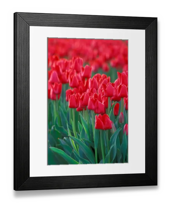 Framed Print : NA, USA, Washington, Skagit Valley, Row of red tulips